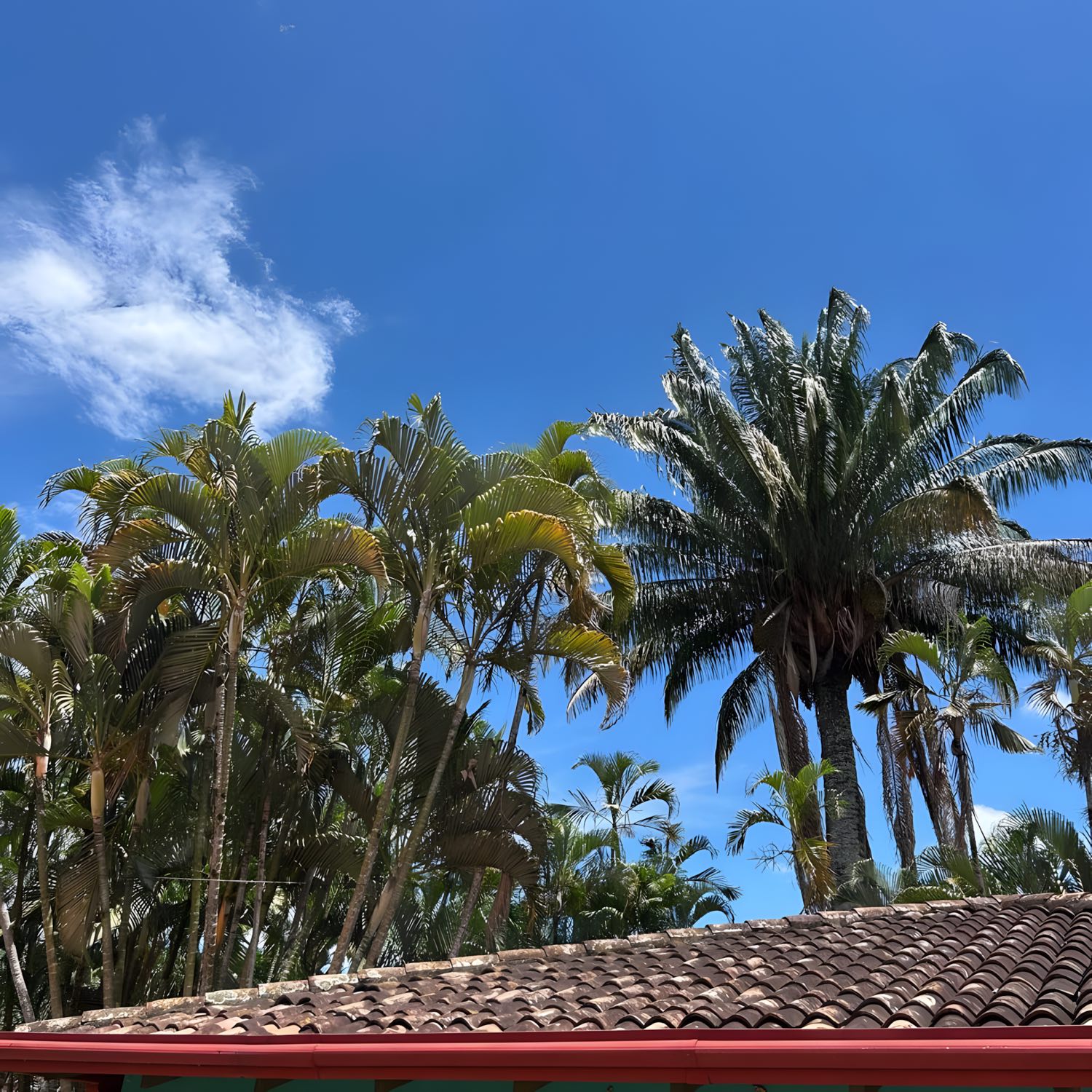 Palmeras de Las Pirámides recortadas contra el cielo azul de Cartago